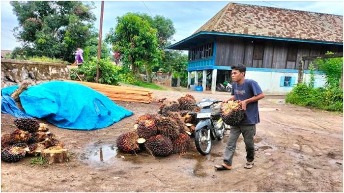 Harga-sawit-Palembang-harga-sawit-di-OKI-pekan-pertama-Oktober-2022-merangkak-naik.jpg