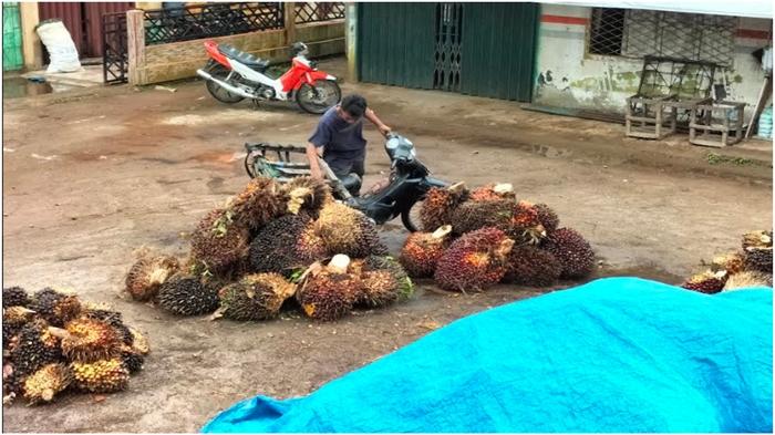 Harga-sawit-Palembang-harga-tandan-buah-segar-TBS-sawit-di-OKI.jpg