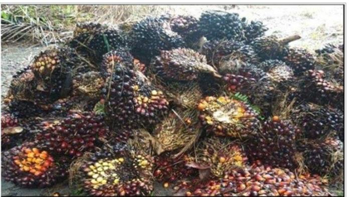 Harga Sawit Palembang: Replanting Kelapa Sawit Mendesak, Apkasindo Minta Syarat Dipermudah