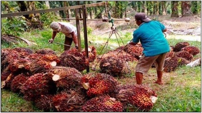 Harga-sawit-Palembang-solusi-dari-Asosiasi-Petani-Kelapa-Sawit-Indonesia-APKASINDO.jpg