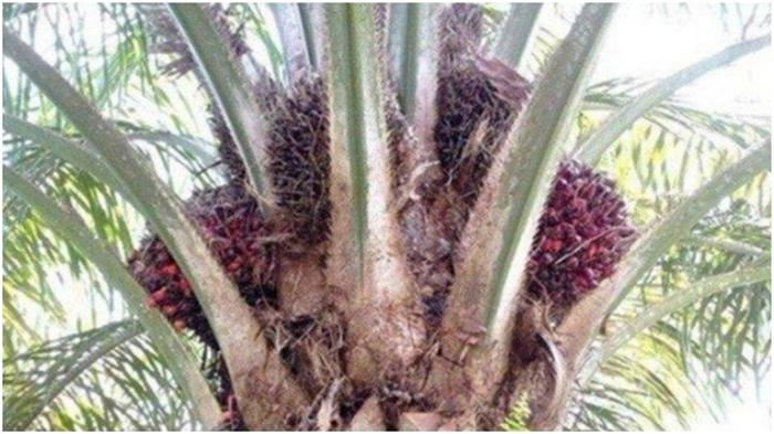Harga-sawit-Sumsel-November-2022-periode-2-naik-Rp-4157-per-kg.jpg