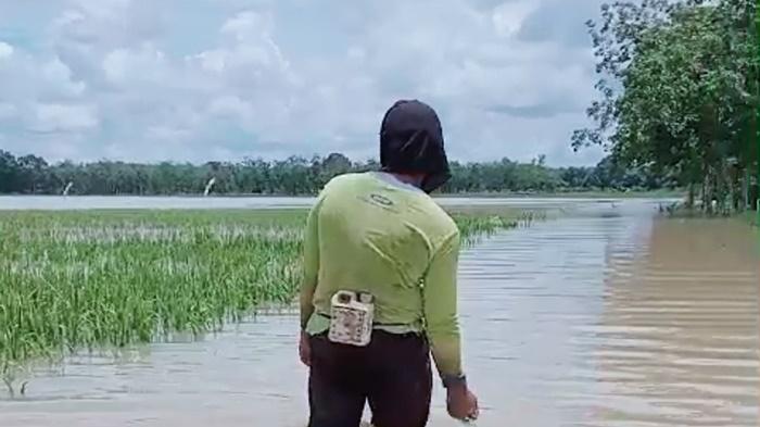 Imbas-Terendam-Banjir-326-Hektar-Sawah-di-Kabupaten-OKI-Dinyatakan-Gagal-Panen.jpg