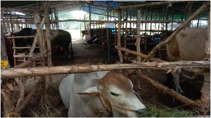 Kandang-sapi-dadakan-di-tepi-jalan-Palembang-Senin-1962023.jpg