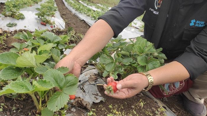 Kebun-Stroberi-di-Semendo-Muara-Enim.jpg