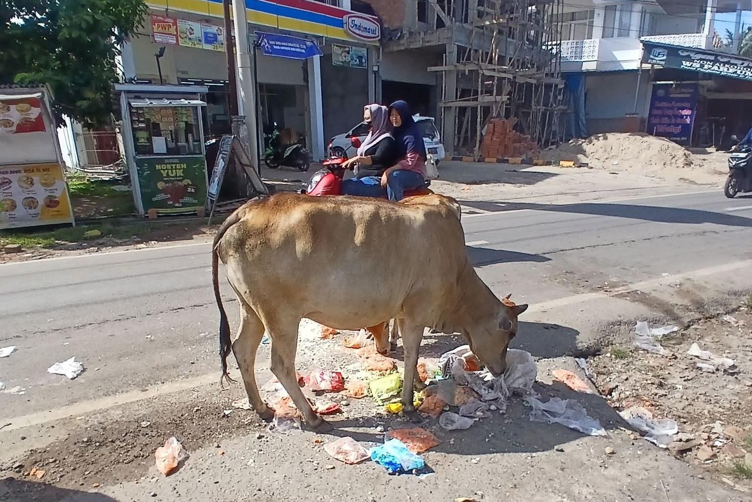 Keluhan Warga Soal Sapi yang 'Curi' Sekarung Bakso Kemasan di Ogan Iilr Viral, Bingung Kini Merugi