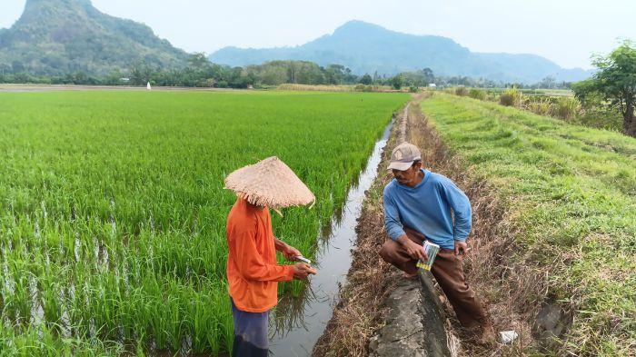 Khawatir Gagal Panen, Petani Padi di Tugumulyo Musi Rawas Basmi Hama Tikus Agar Tak Meluas