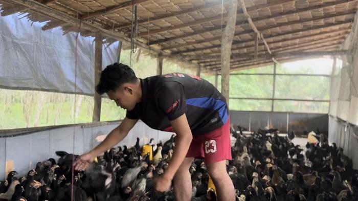 Kisah Insiatif Pemuda Desa Peninggalan Muba Sumsel, Bangun Peternakan Ayam untuk Ketahanan Pangan