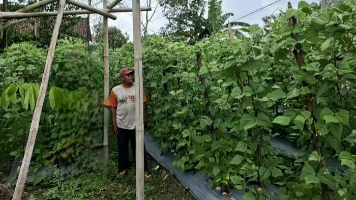 Kisah-Sukadi-Warga-Suka-Jaya-OKU-Timur-Sukses-Tanam-Ribuan-Batang-Buncis-di-Pekarangan-Rumah.jpg