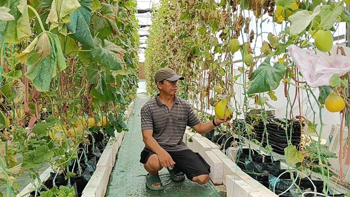 Lewat-Smart-Greenhouse-Petani-di-Sungai-Belidah-OKI-Sukses-Panen-Melon-Premium-5-Kali-Setahun.jpg