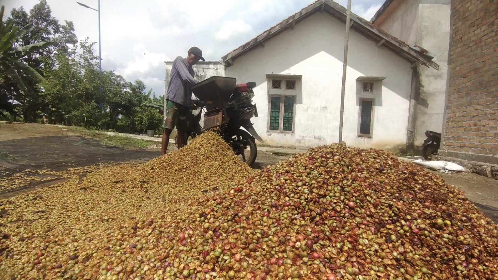 Masuki-Musim-Panen-Awal-Harga-Kopi-di-OKU-Selatan-Rp-65-Ribu-Perkilo.jpg
