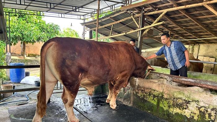 Melihat-Vigor-Sapi-Kurban-Presiden-Prabowo-di-Lubuklinggau-Seberat-850-Kg.jpg