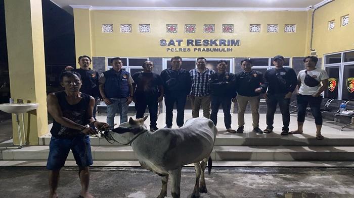 Meresahkan-Peternak-Pencuri-Sapi-di-Prabumulih-Ditangkap-Polisi-14-Ekor-di-5-Tempat.jpg