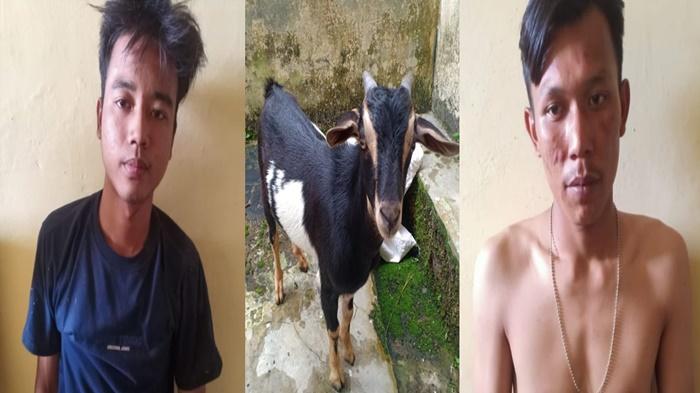 Nasib Dua Maling Kambing di Mulak Ulu Lahat, Dikejar Polisi dan Warga