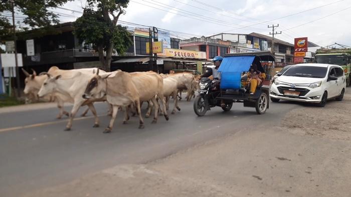 Padahal-Pemilik-Ternak-Sudah-Ditegur-Polisi-Gerombolan-Sapi-Masih-Keliaran-di-Jalanan-Indralaya-OI.jpg