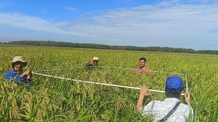 Panen Padi Melimpah, Petani di Desa Lubuk Seberuk OKI Hasilkan 8 Ton per Hektare, Raup Puluhan Juta
