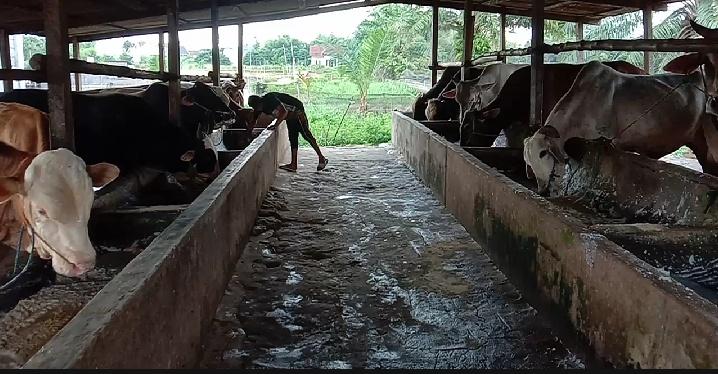 Pedagang Sapi dan Kambing di OKI Ngeluh, Ternaknya Masih Sepi Pembeli Jelang Idul Adha 2025