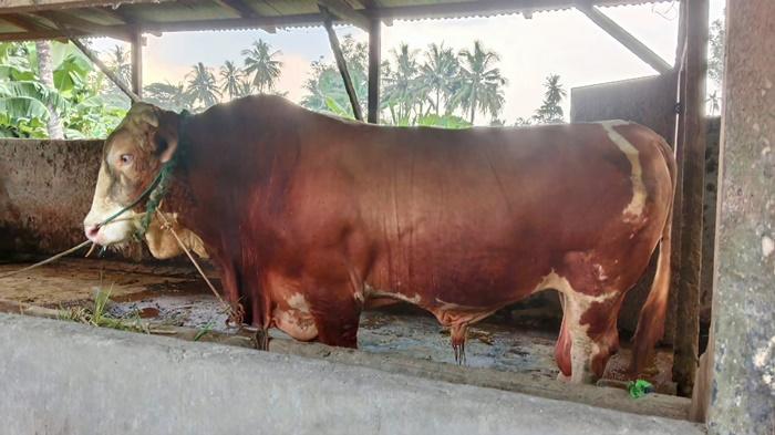 Penampakan-Sapi-Kurban-Presiden-Prabowo-di-OKU-Timur-Sumsek-Seharga-Rp-105-Juta-Bobot-800-Kg.jpg