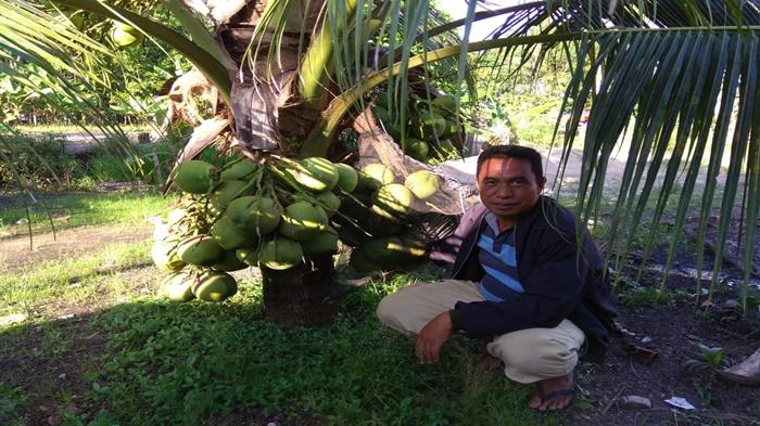 Penjual Kelapa Pandan Wangi di Ogan Ilir Banjir Pembeli, Pernah Diborong Jenderal Dudung Abdurachman