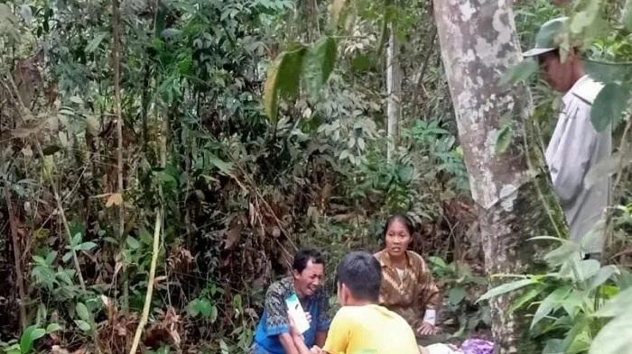 Detik-Detik Sangadah Penyadap Karet Tewas Dililit Ular Piton, Menjerit Minta Tolong