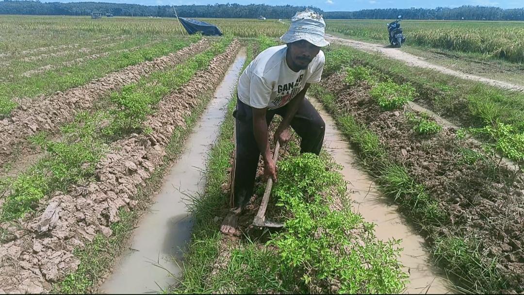 Petani Cabai di Desa Lubuk Seberuk OKI Keluhkan Hasil Turun 50 Persen,Terkena Penyakit Patah Ranting