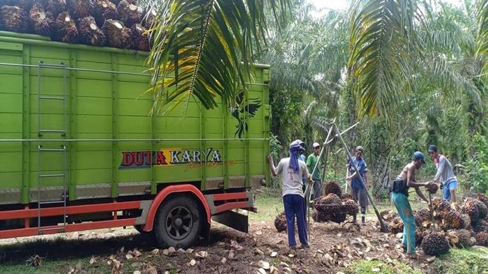 Petani-di-OKI-Sumringah-Harga-TBS-Sawit-Hari-ini-Naik-Jadi-Rp-2500-per-Kilogram.jpg