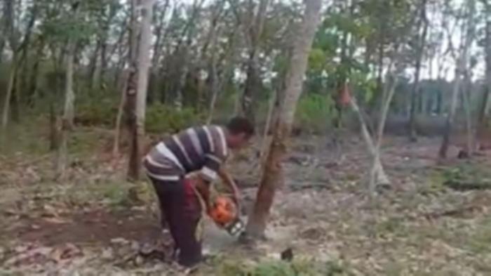 Petani-di-PALI-Nekat-Tebang-Pohon-Karet-Produktif-Demi-Diganti-Dengan-Sawit-Ngeluh-Harga-Tak-Tentu.jpg