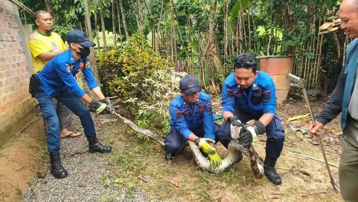 Petugas-Damkar-PALI-Beraksi-Evakuasi-Ular-Sanca-Sepanjang-4-Meter-Dari-Kandang-Ayam-Warga.jpg
