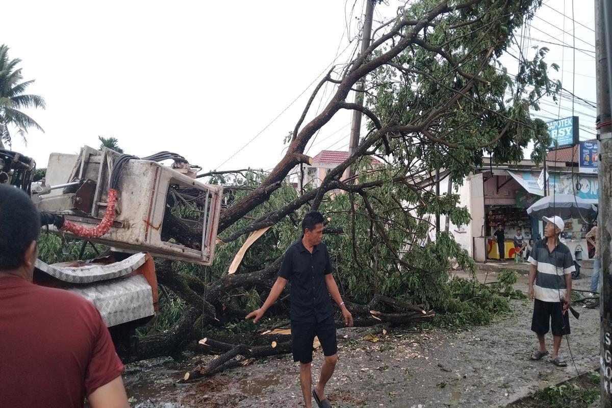 Pohon Trembesi Tumbang di Jalan Macan Lindungan Palembang, Akses Jalan Dialihkan