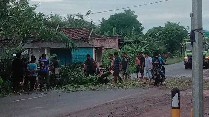 Pohon Tumbang di Jalintim Dusun Jamantras R8 OKI Akibat Angin Kencang, Pengendara Terjebak Macet