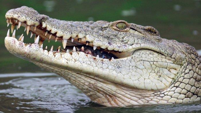 Remaja 13 Tahun Nyaris Tewas Diterkam Buaya di Banyuasin, Berawal Terpeleset di Kolam Bekas Galian