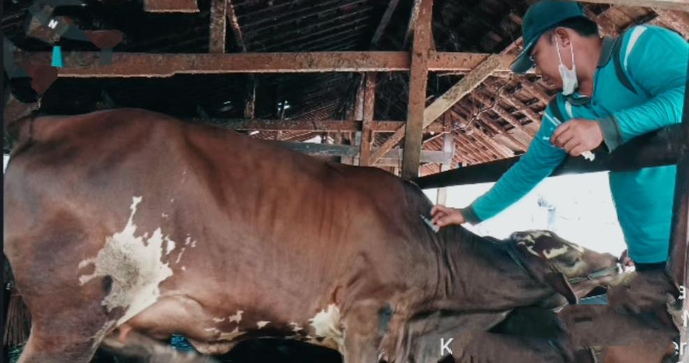 Rincian Stok Hewan Kurban Jelang Idul Adha 2025 di OKI, ada 700 Sapi, 200 Kerbau dan 1.000 Kambing