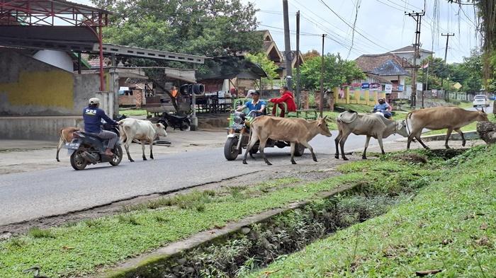 Sapi-Berkeliaran-di-Jalan-Masih-Resahkan-Warga-Satpol-PP-Ogan-Ilir-Ingatkan-Sanksi-ke-Peternak.jpg