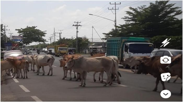 Sapi-berkeliaran-di-Jalan-Lintas-Indralaya-Ogan-Ilir.jpg