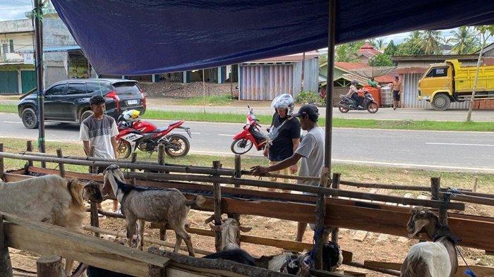 Sejumlah Kambing di OKI Diserang Penyakit Myiasis, Disbunnak Langsung Cek dan Beri Pengobatan