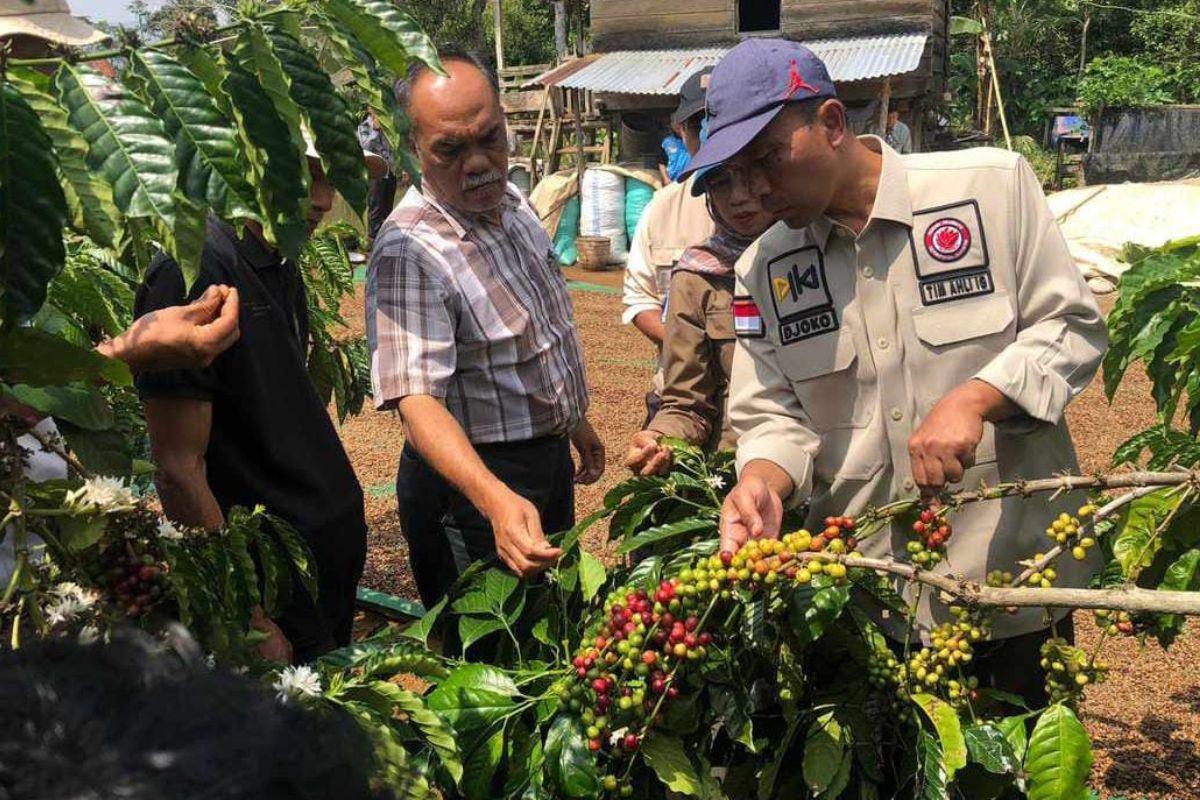 Sejumlah Petani di Wilayah Dataran Tinggi Lahat Masih Panen Kopi Hingga Saat Ini