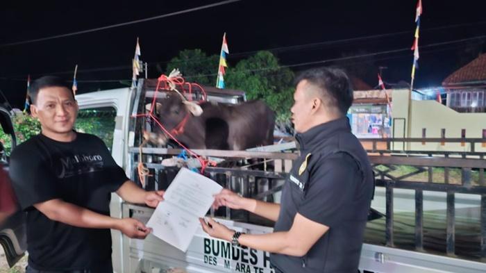Sempat Dilaporkan Hilang, Sapi Milik Bumdes Muara Telang OKI Ditemukan Terikat di Pohon