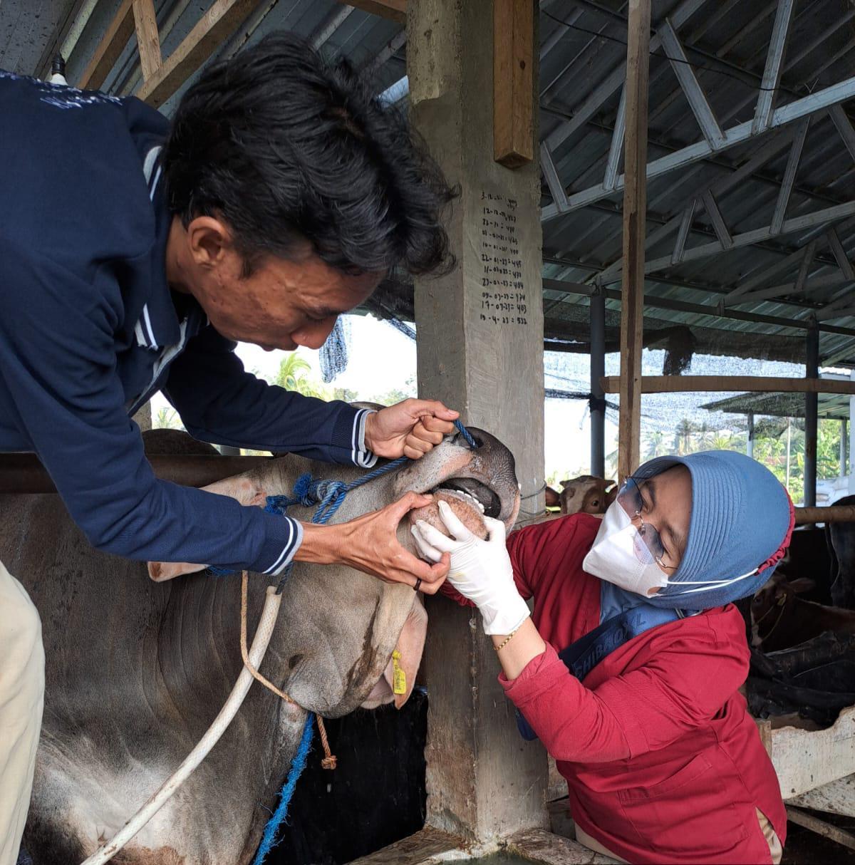 Stok-Hewan-Kurban-di-OKU-Timur-Dipastikan-Surplus-Siap-Disuplai-ke-Daerah-Lain.jpg