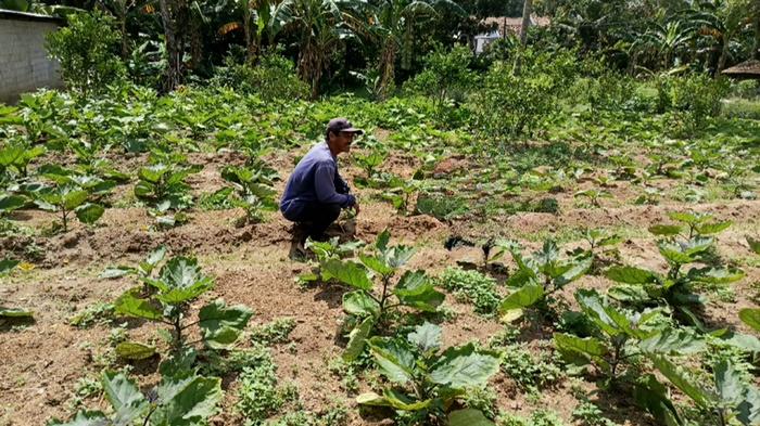 Tanam-Terong-di-Pekarangan-yang-Terbatas-Sutarno-Warga-di-OKU-Timur-Bisa-Tambah-Penghasilan.jpg