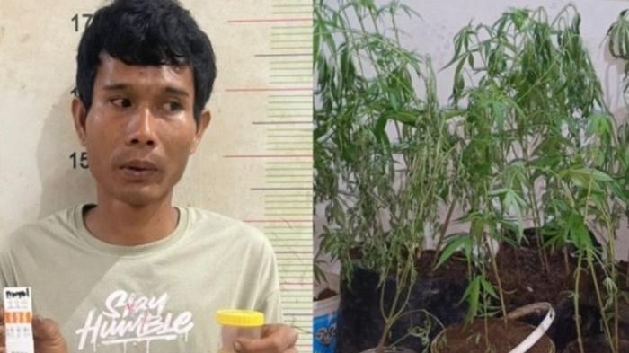 Tanam-dan-Konsumsi-Narkoba-Pemuda-di-Empat-Lawang-Ditangkap-Polisi.jpg