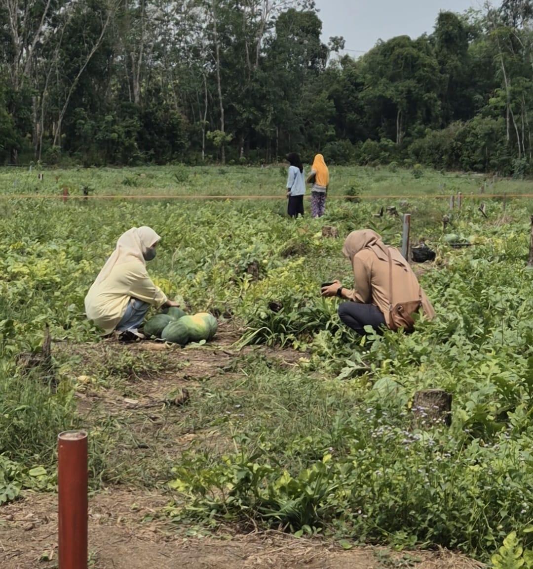 Tips Menanam Semangka d Prabumulih Meski Dengan Cuaca Ekstrem, Hingga Mampu Panen Melimpah - Tribunsumsel.com