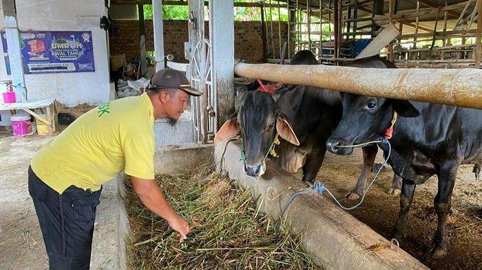 Warga Pangkalan Lampam OKI Resah, Puluhan Sapi Ternak Raib Digasak Pencuri, Pelaku Masih Misterius