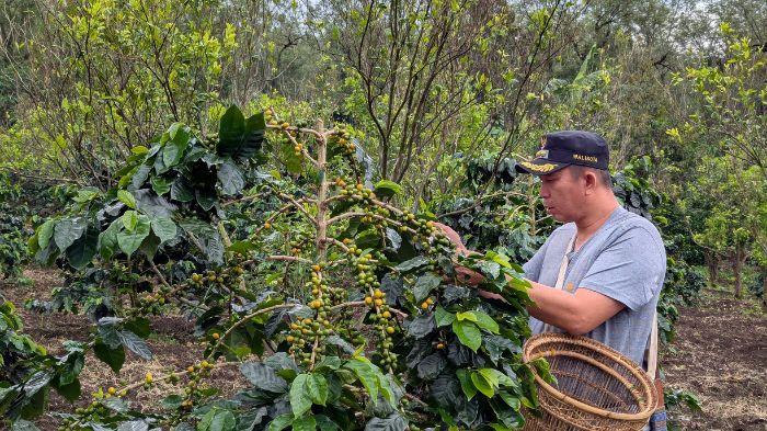 Wow-Kopi-Arabika-Yellow-di-Pagar-Alam-Disebut-Bisa-Dijual-Rp-500-Ribu-Hingga-Rp-1-Juta-Perkilonya.jpg