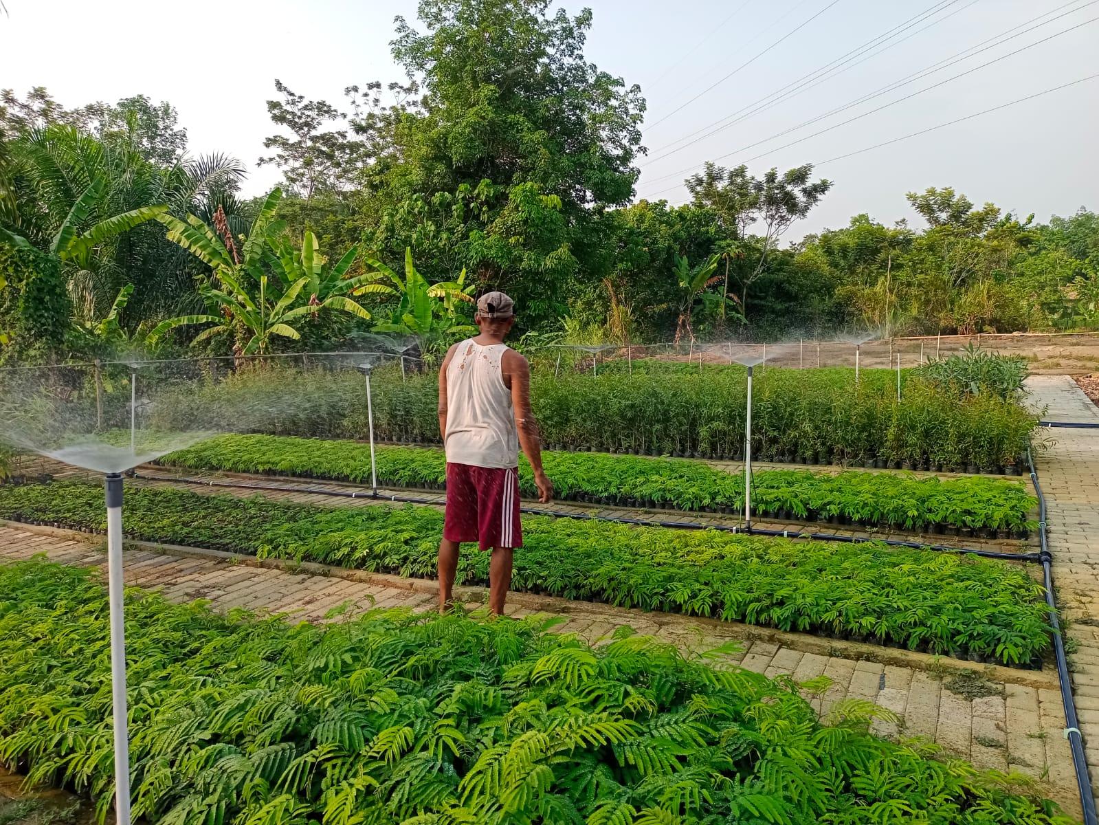 Kisah Sukses Zailani dan Bukit Asam, Budidaya Tanaman Berbasis Otomasi