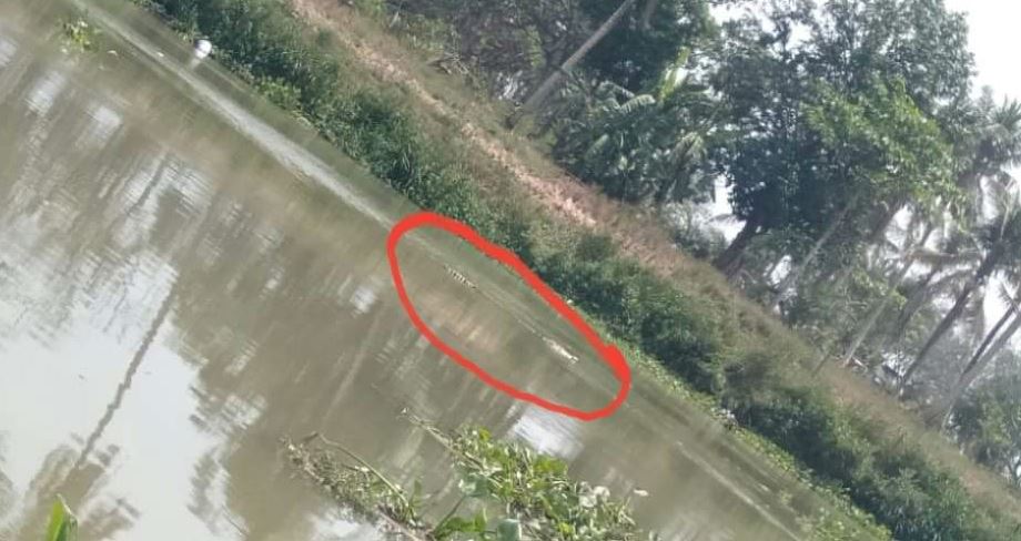 Buaya Muncul Siang dan Malam di Desa Tanjung Serang OKI Jadi Tontonan Warga