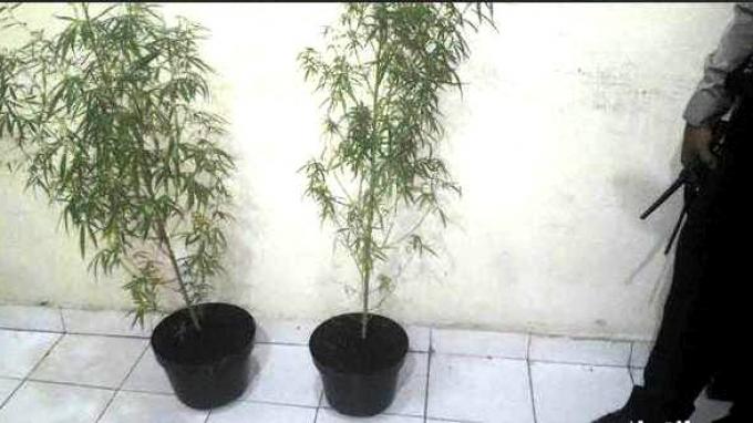 Dari Rumah Oknum PNS Sanggau, Petugas BNN Amankan 39 Pohon Ganja