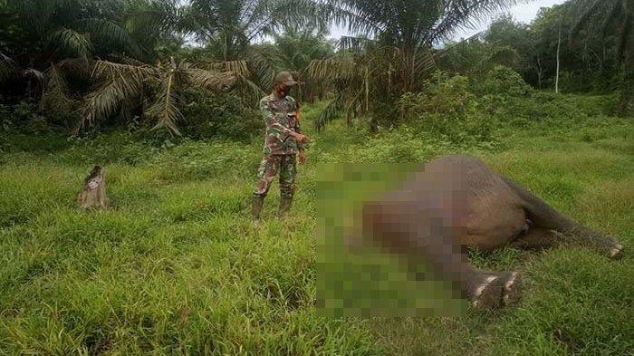 Geger Gajah Mati Tanpa Kepala di Aceh Timur, Belalai Ditemukan 10 Meter dari Bangkai, Ini Kata BKSDA