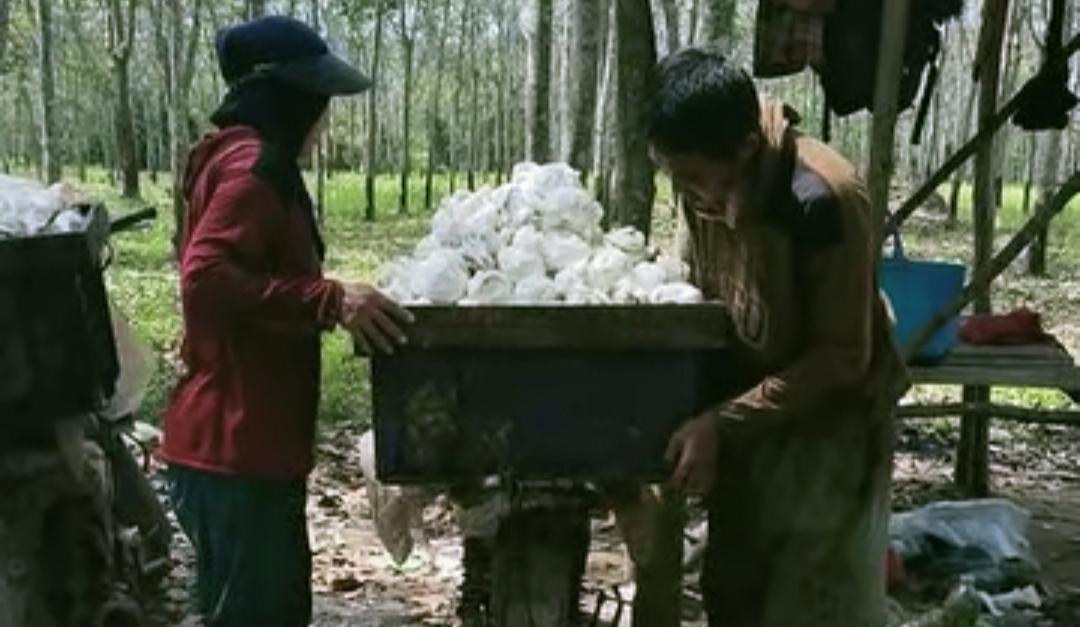 UPDATE Harga Jual Karet Kering di Kabupaten OKU Terkini, Perkilo Rp 11.500 Alami Penurunan