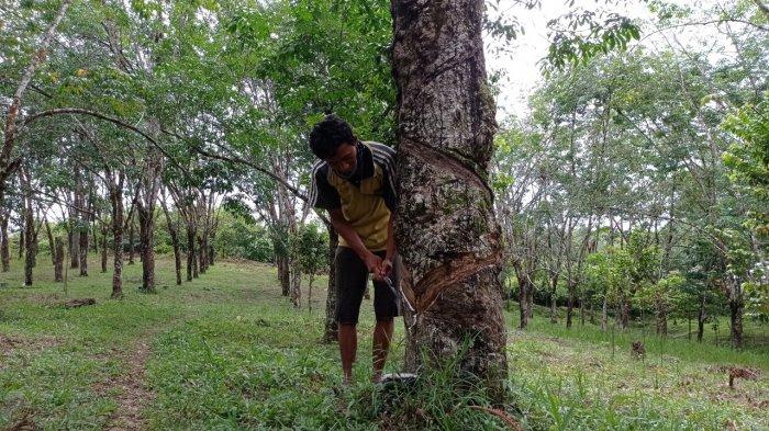 harga-karet-di-palembang-pertengahan-bulan-september-2021.jpg