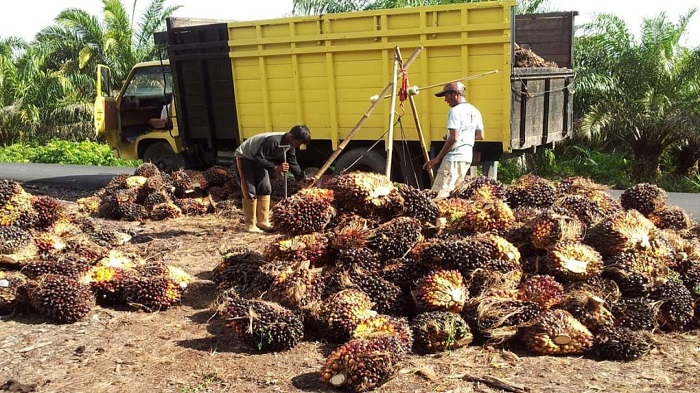 Saat Harga Sawit Sedang Tinggi-tingginya, Banyak Petani di Muratara Tidak Menikmati, Ini Sebabnya