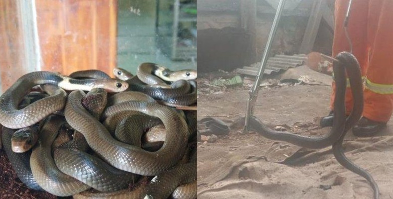 Qora yigit bilan swinger partiyasi